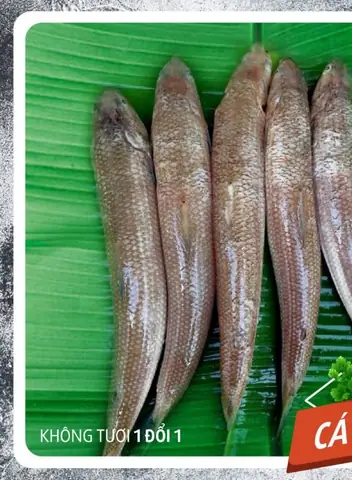 Cá Mối Sống Ở Đâu