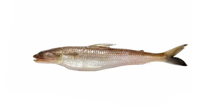 Cá Mối Tiếng Anh Là Gì