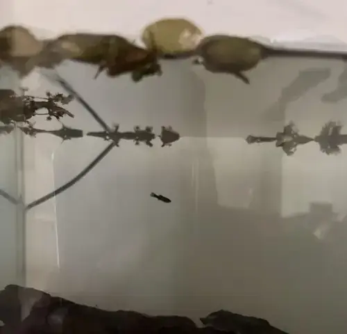 Cá Molly Đẻ Con