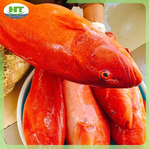 Cá Mú Chấm Xanh