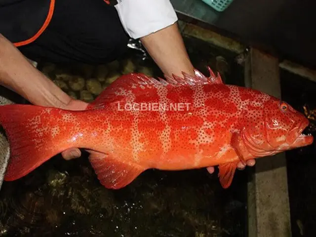 Cá Mú Đỏ Sống Ở Đâu