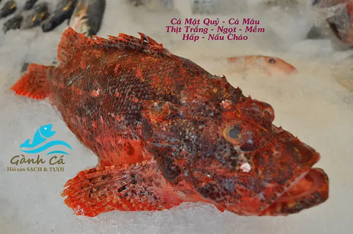 Cá Mù Làn Xương Màu Nâu