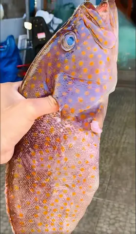 Cá Mú Sao Vàng