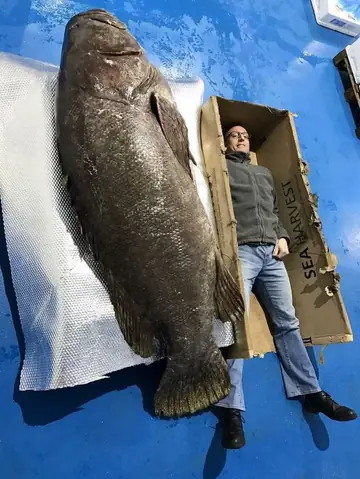 Cá Mú To Nhất