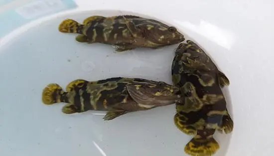 Cá Mú Trân Châu Giống