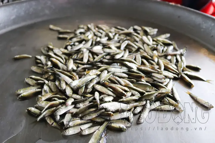 Cá Mùa Nước Nổi