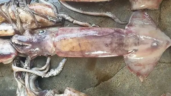 Cá Mực Là Con Gì