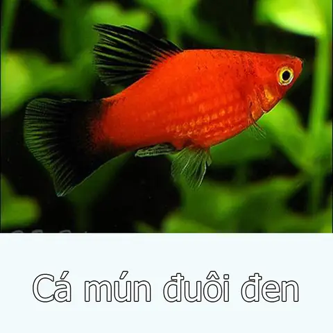 Cá Mún Đỏ Đen