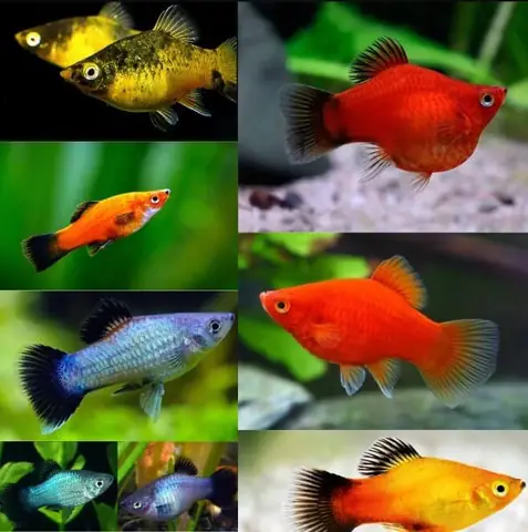Cá Mún Thủy Sinh