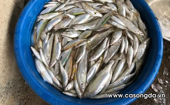 Cá Mương Sông Hồng