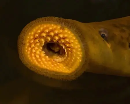 Cá Mút Đá Hút Máu