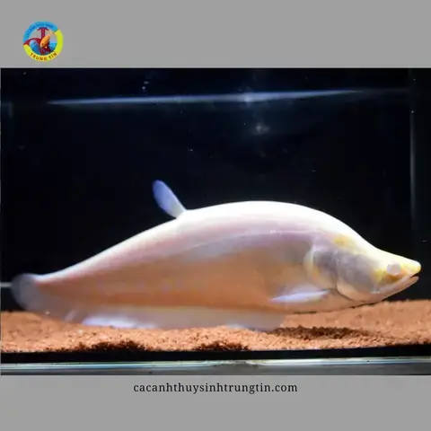 Cá Nàng Hai Albino
