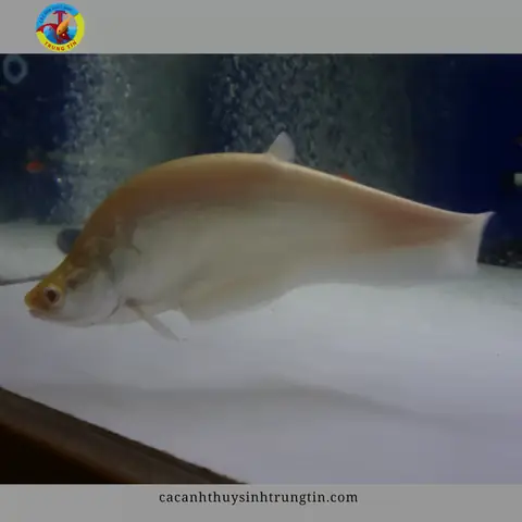 Cá Nàng Hai Ăn Mồi Gì