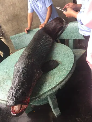 Cá Nàng Hai Khổng Lồ