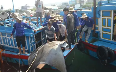 Cá Nạng Là Cá Gì