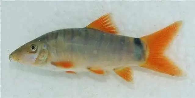 Cá Nanh Heo Sông