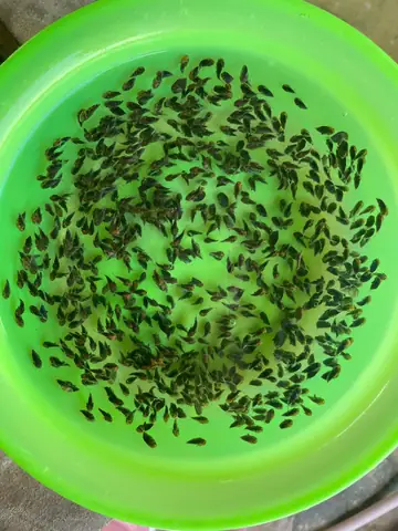 Cá Nâu Giống Cà Mau