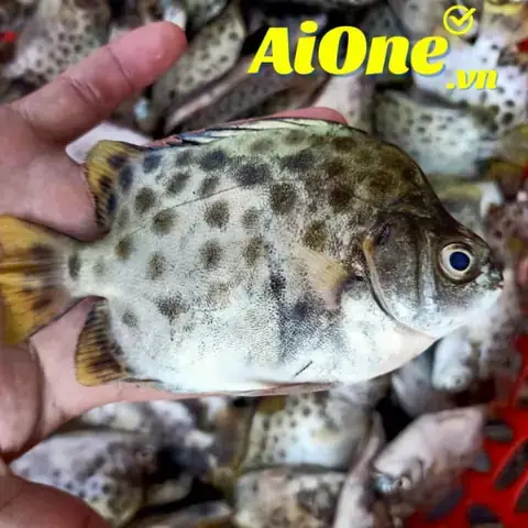 Cá Nâu Mua Ở Đâu