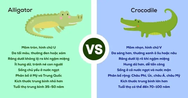 Cá Nâu Tiếng Anh Là Gì