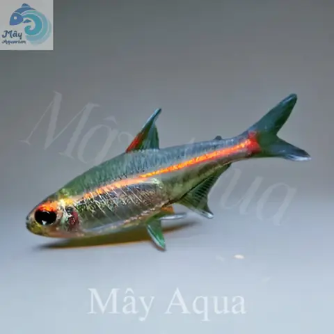 Cá Neon Chỉ Đỏ