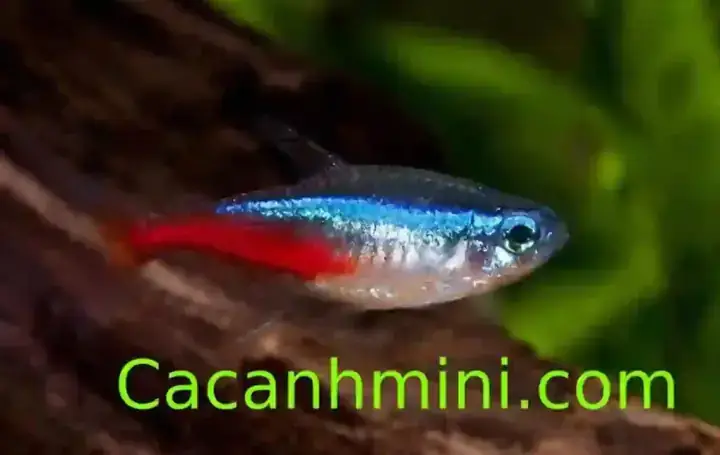 Cá Neon Đực Và Cái