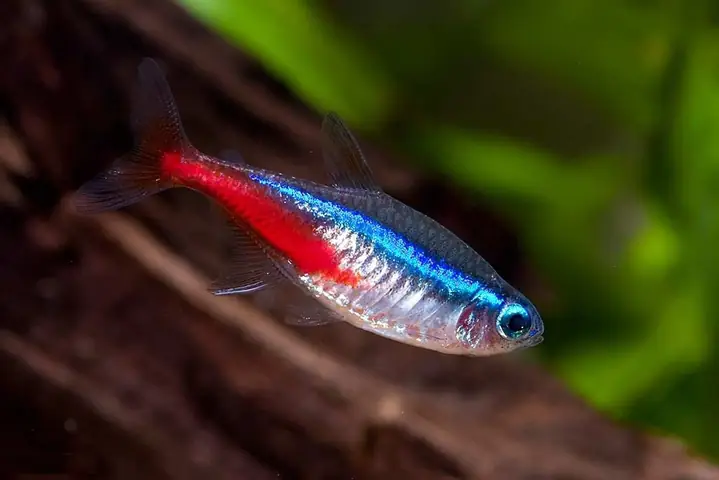 Cá Neon Nuôi Chung Với Cá Nào