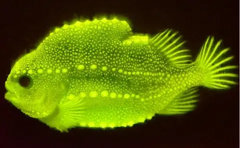 Cá Neon Phát Sáng