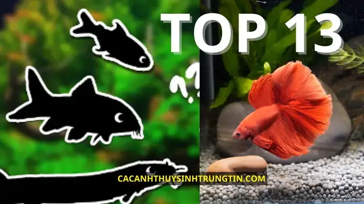 Cá Neon Vua Nuôi Chung Với Cá Nào