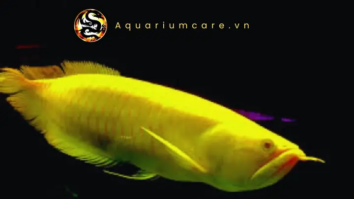 Cá Ngân Long Vàng