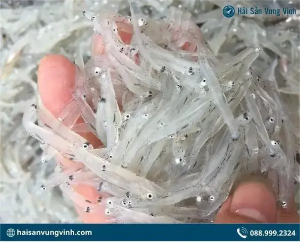 Cá Ngần Và Cá Mờm