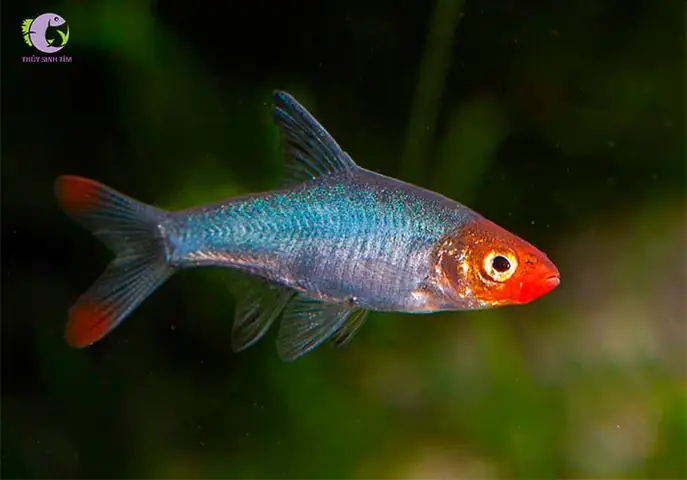 Cá Ngạnh Mũi Đỏ