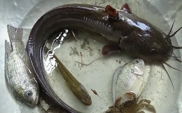Cá Ngát Đuôi Lươn Cá Ngát Đuôi Lươn