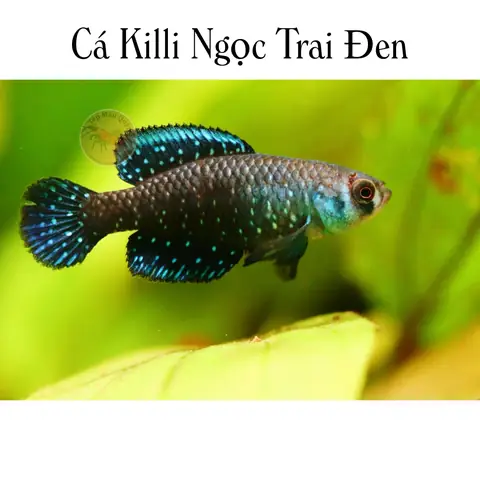 Cá Ngọc Trai Đen