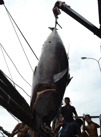 Cá Ngừ Đại Dương Khổng Lồ