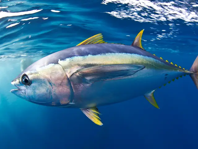 Cá Ngừ Sống Ở Đâu