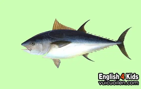 Cá Ngừ Trong Tiếng Anh