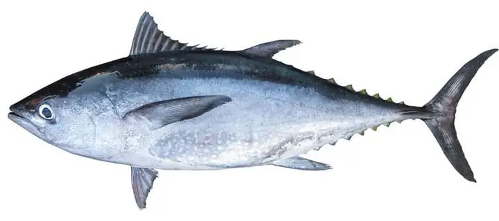 Cá Ngừ Vây Dài