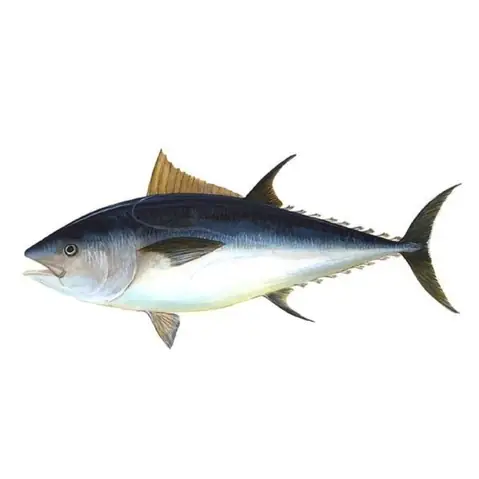 Cá Ngừ Vây Xanh Nhật Bản