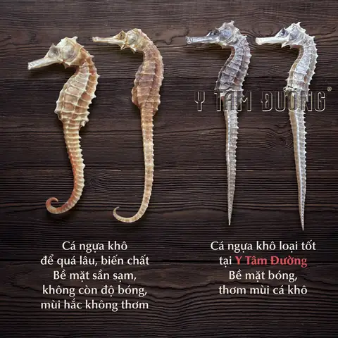 Cá Ngựa Gai Dài