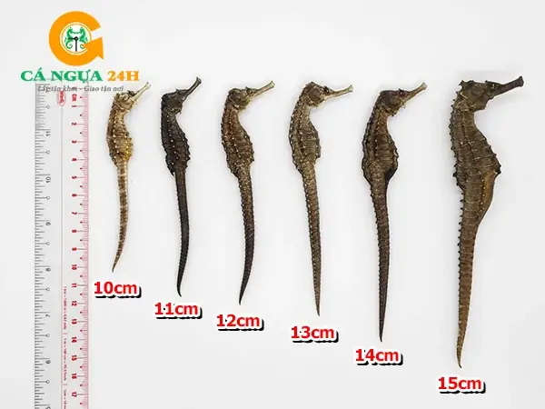 Cá Ngựa Giá Bao Nhiêu