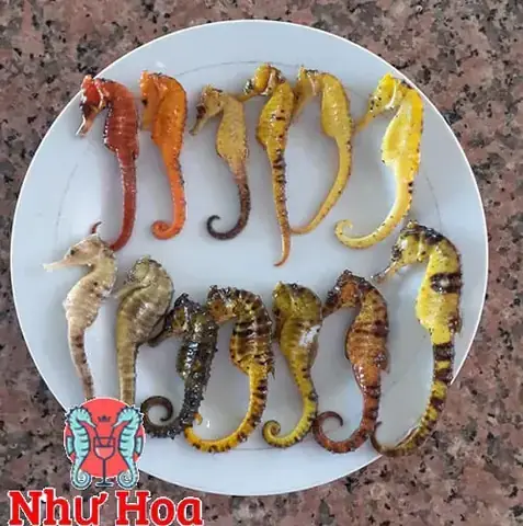 Cá Ngựa Màu Nào Tốt Nhất
