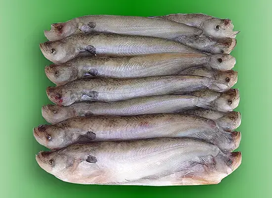 Cá Ngựa Miền Tây