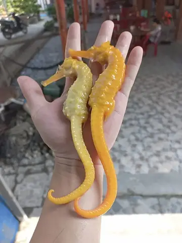 Cá Ngựa Nha Trang