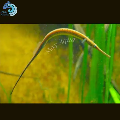 Cá Ngựa Nước Mặn