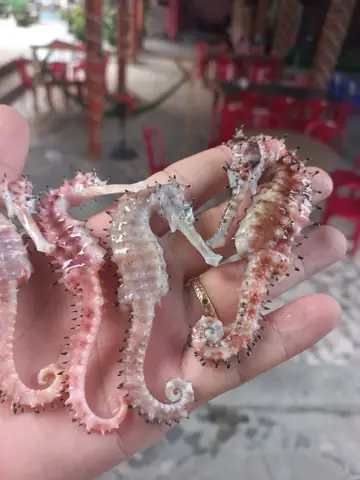 Cá Ngựa Phú Quốc