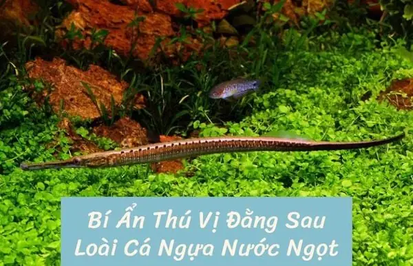 Cá Ngựa Sông Nước Ngọt
