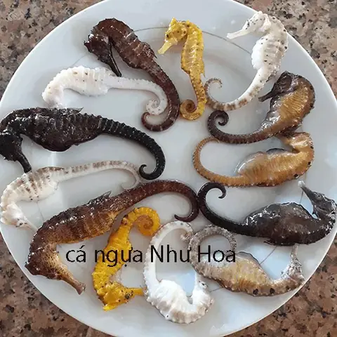 Cá Ngựa Thân Trắng