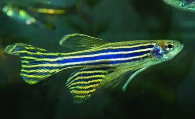 Cá Ngựa Vằn Sinh Sản