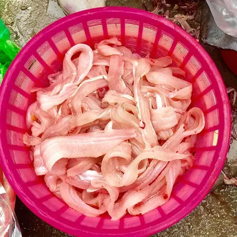 Cá Nhạc Là Cá Gì