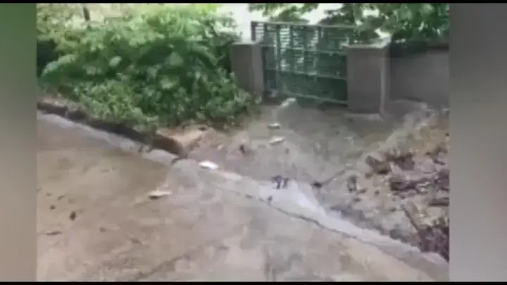 Cá Nhảy Vào Nhà